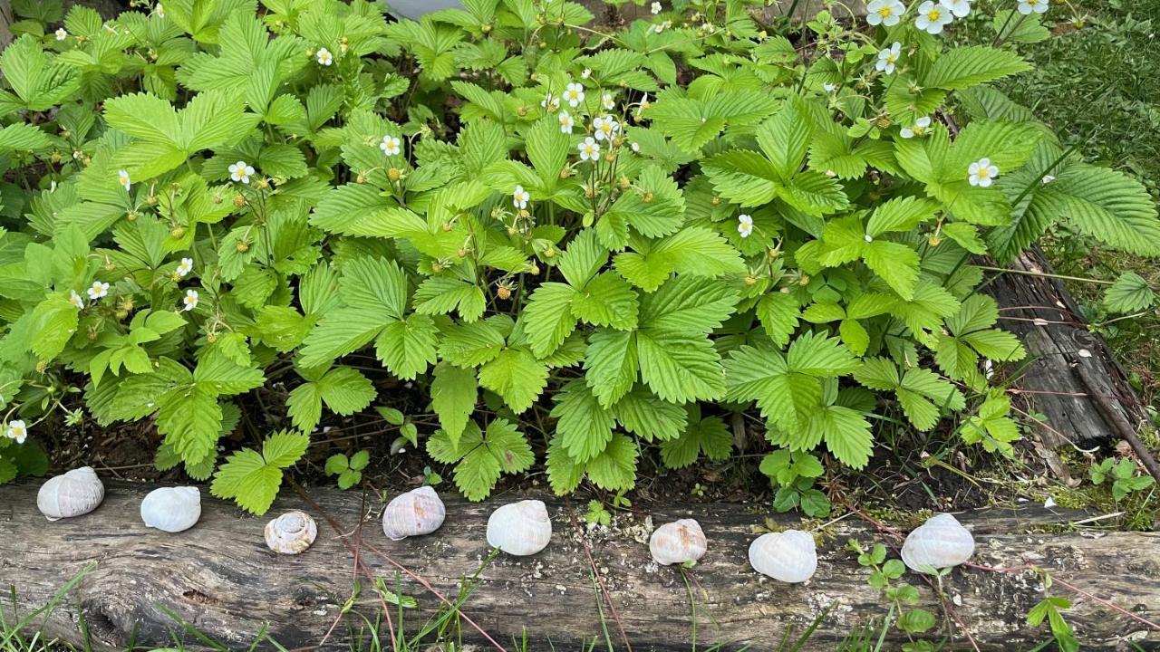 Вілла Mika'S Garden Блед Екстер'єр фото